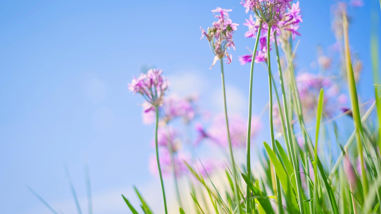 Funerária São Pedro da Aldeia 24h
